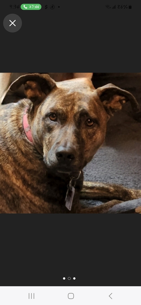 Entry image for Roxy. Clicking this image will show a larger photo