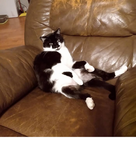 Entry image for "Dog". Clicking this image will show a larger photo