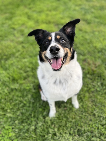 Entry image for Boomer. Clicking this image will show a larger photo