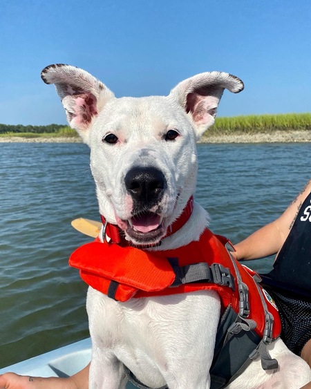 Entry image for Willow. Clicking this image will show a larger photo