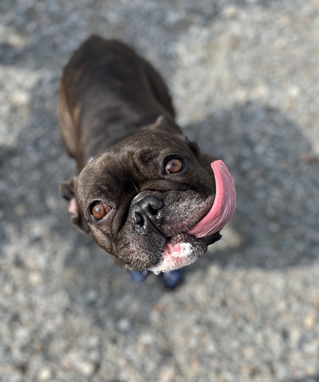 Entry image for Gus. Clicking this image will show a larger photo