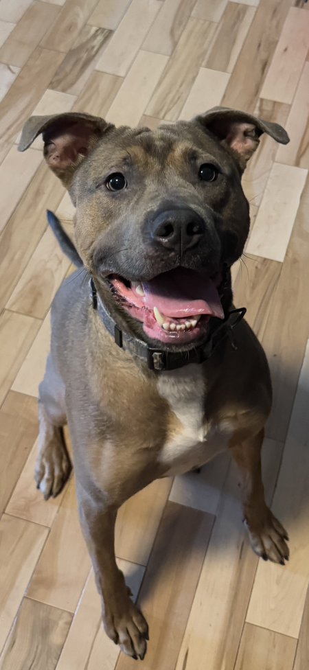 Entry image for Maverick. Clicking this image will show a larger photo