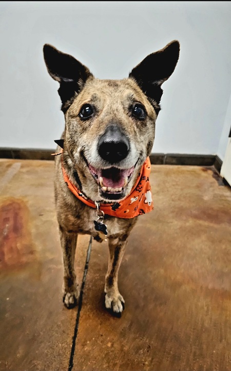 Entry image for Bo. Clicking this image will show a larger photo