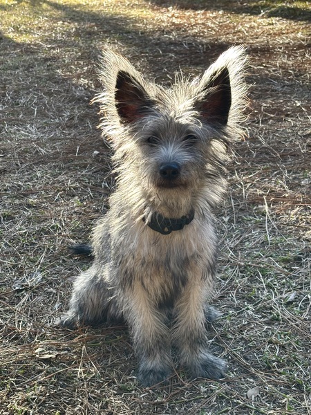 Entry image for Wolfie. Clicking this image will show a larger photo