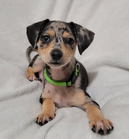 Entry image for Mr. Pickles . Clicking this image will show a larger photo