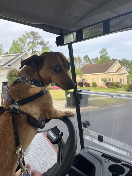 Entry image for Arnie. Clicking this image will show a larger photo