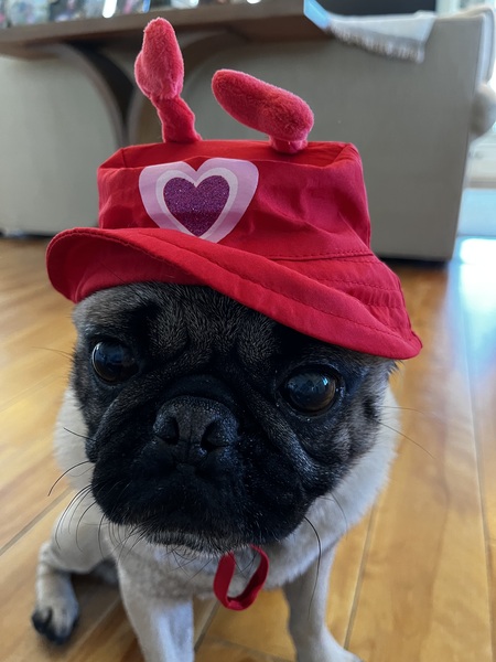 Entry image for Fergus. Clicking this image will show a larger photo