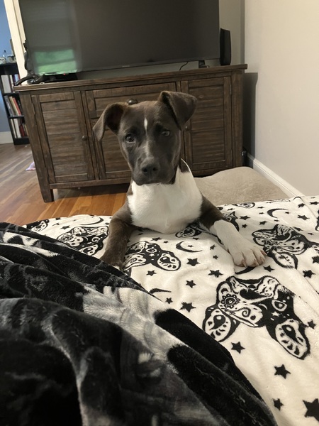 Entry image for Remy. Clicking this image will show a larger photo