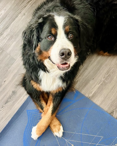 Entry image for Izzy. Clicking this image will show a larger photo