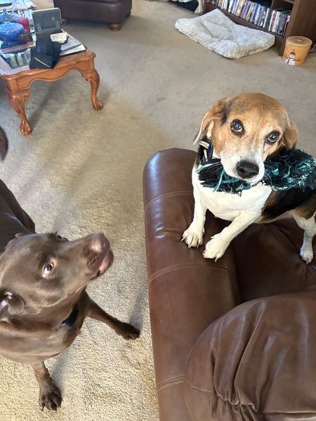 Entry image for Toby. Clicking this image will show a larger photo