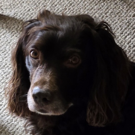 Entry image for Bodi. Clicking this image will show a larger photo