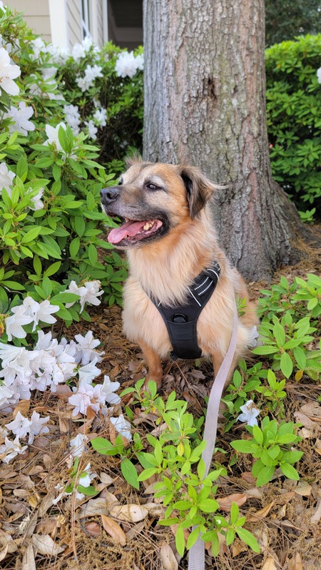 Entry image for Luna . Clicking this image will show a larger photo