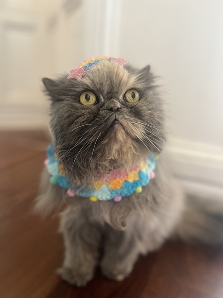 Entry image for Duchess. Clicking this image will show a larger photo