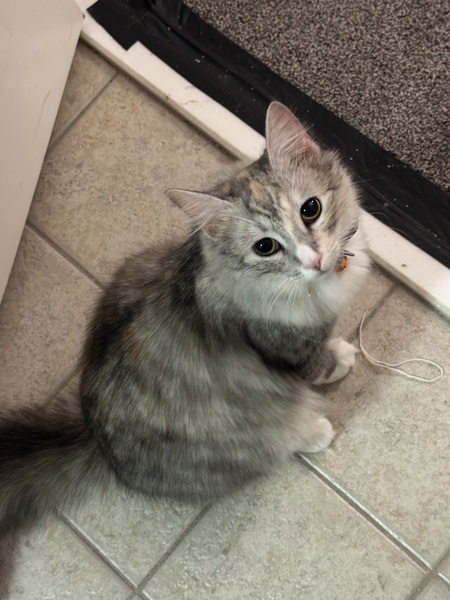 Entry image for Noki. Clicking this image will show a larger photo