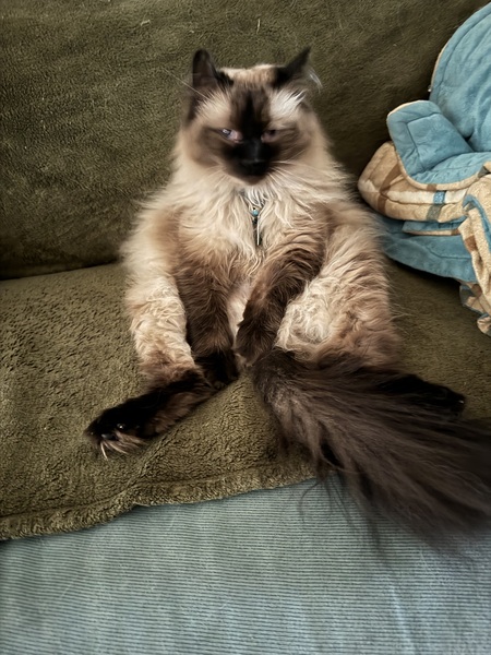 Entry image for Si. Clicking this image will show a larger photo