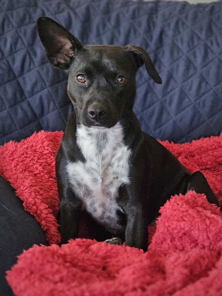 Entry image for Ava. Clicking this image will show a larger photo