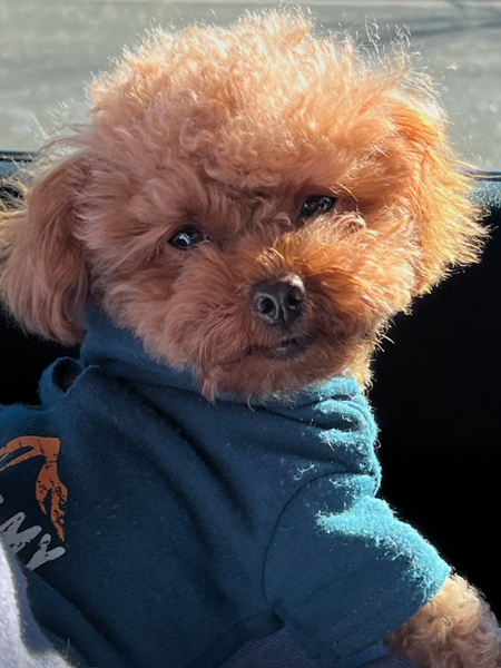 Entry image for Bernie . Clicking this image will show a larger photo