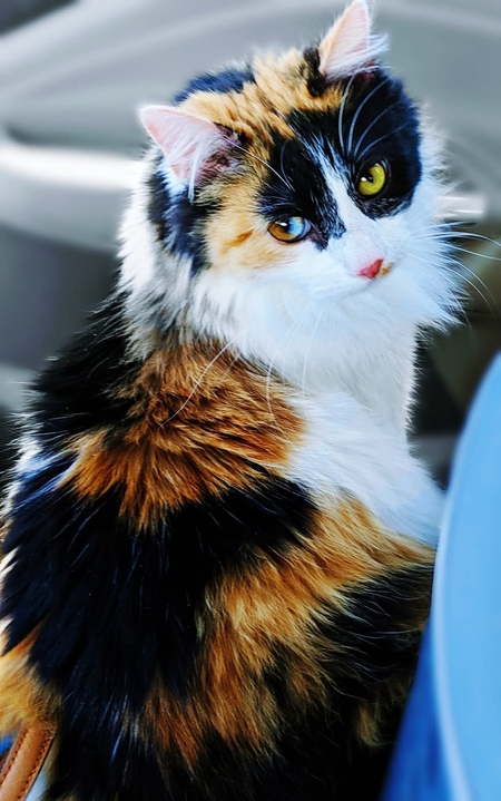 Entry image for Tozi. Clicking this image will show a larger photo