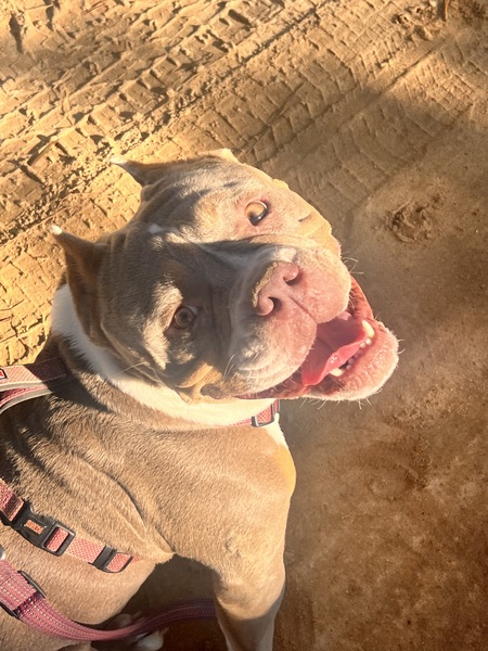 Entry image for Tullulah. Clicking this image will show a larger photo