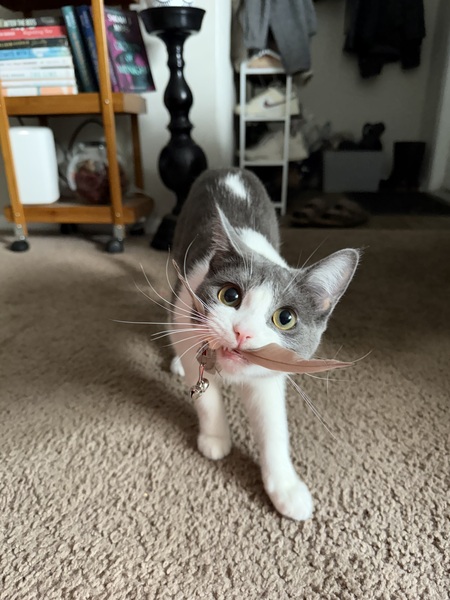 Entry image for Cannoli. Clicking this image will show a larger photo