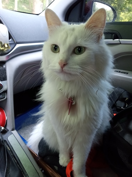 Entry image for Duchess . Clicking this image will show a larger photo