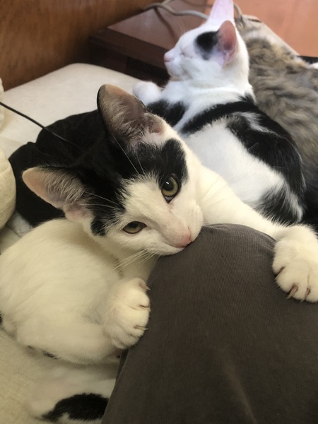 Entry image for Zazu. Clicking this image will show a larger photo