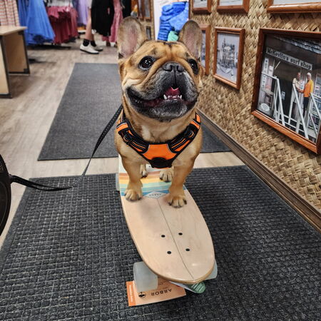 Entry image for Marley. Clicking this image will show a larger photo