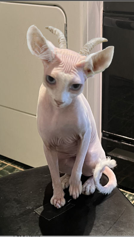 Entry image for Pinky. Clicking this image will show a larger photo