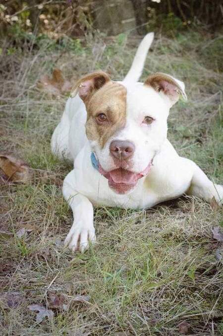 Entry image for Meeko. Clicking this image will show a larger photo