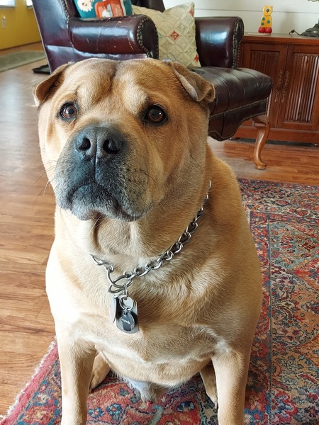 Entry image for Rascal. Clicking this image will show a larger photo