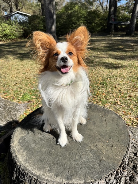 Entry image for Del. Clicking this image will show a larger photo