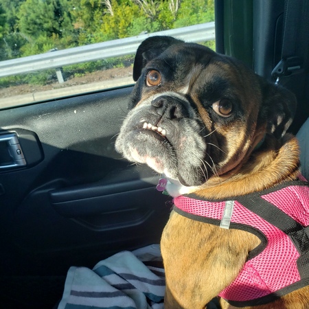 Entry image for Matilda . Clicking this image will show a larger photo