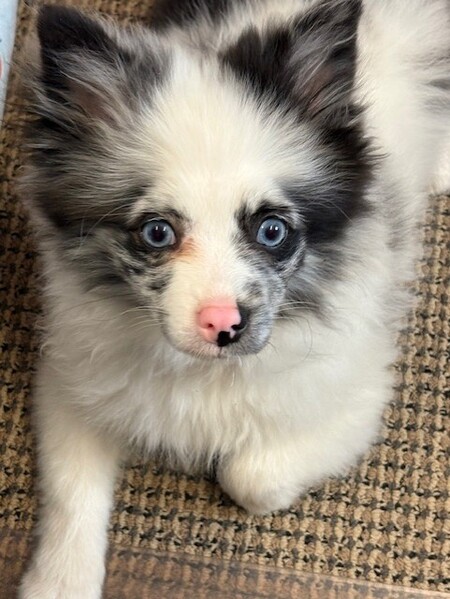 Entry image for Mystic. Clicking this image will show a larger photo