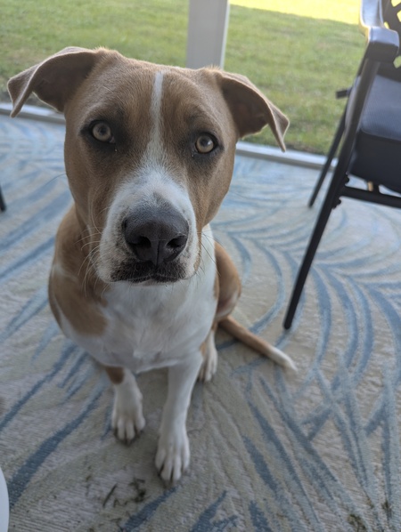 Entry image for Hunter. Clicking this image will show a larger photo