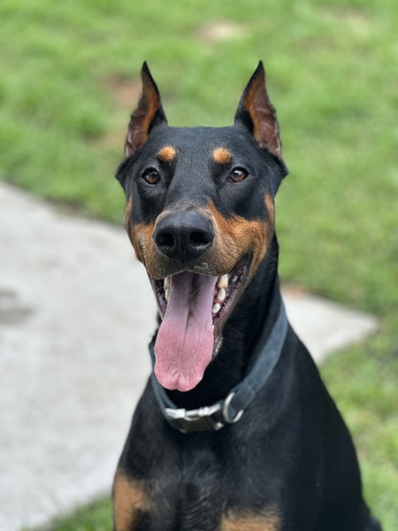 Entry image for Grizzly. Clicking this image will show a larger photo