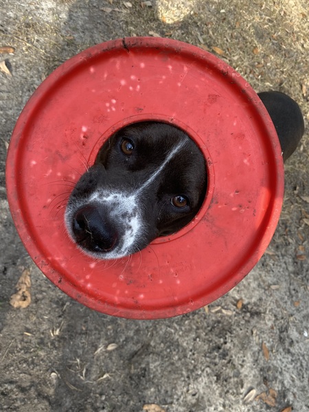 Entry image for Olive. Clicking this image will show a larger photo