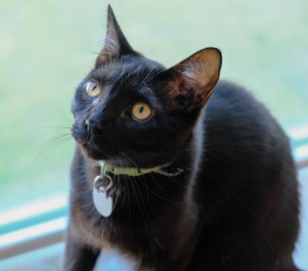 Entry image for Shadow. Clicking this image will show a larger photo