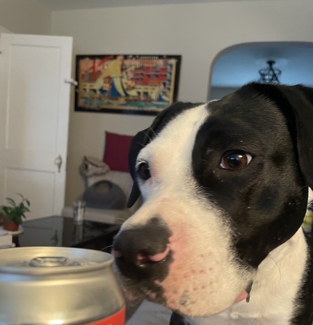 Entry image for Koi. Clicking this image will show a larger photo