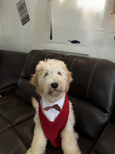 Entry image for Hank. Clicking this image will show a larger photo