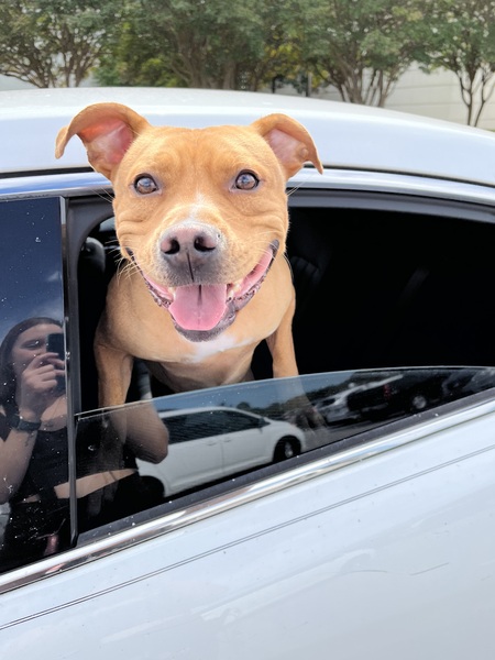 Entry image for Silas. Clicking this image will show a larger photo