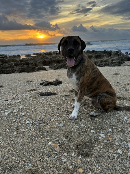 Entry image for Cooper. Clicking this image will show a larger photo