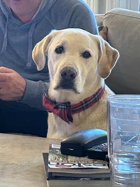 Entry image for Mako. Clicking this image will show a larger photo