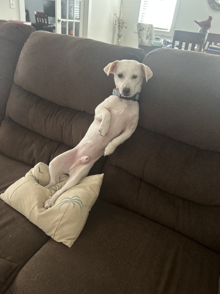 Entry image for Charley. Clicking this image will show a larger photo