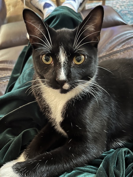 Entry image for Dripper. Clicking this image will show a larger photo