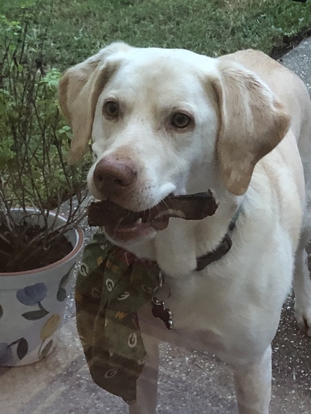 Entry image for Lambeau . Clicking this image will show a larger photo