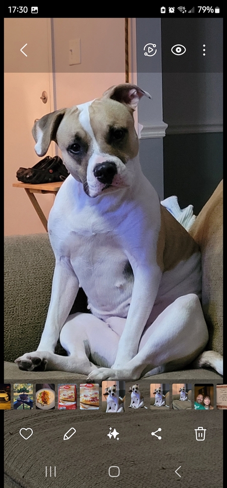 Entry image for Dasy. Clicking this image will show a larger photo