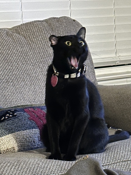 Entry image for Alfie. Clicking this image will show a larger photo