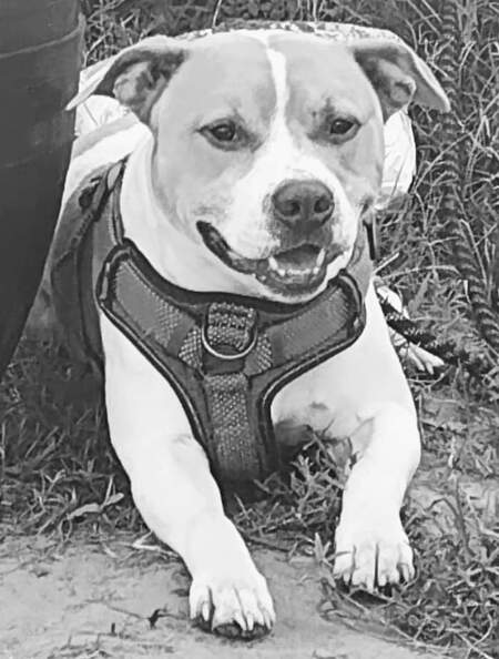 Entry image for Zeus. Clicking this image will show a larger photo