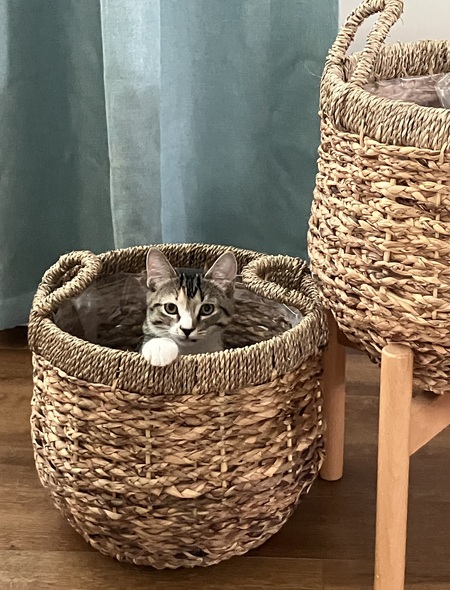 Entry image for Luna. Clicking this image will show a larger photo