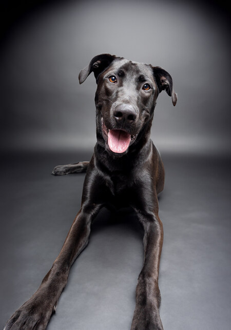 Entry image for Mowgli. Clicking this image will show a larger photo